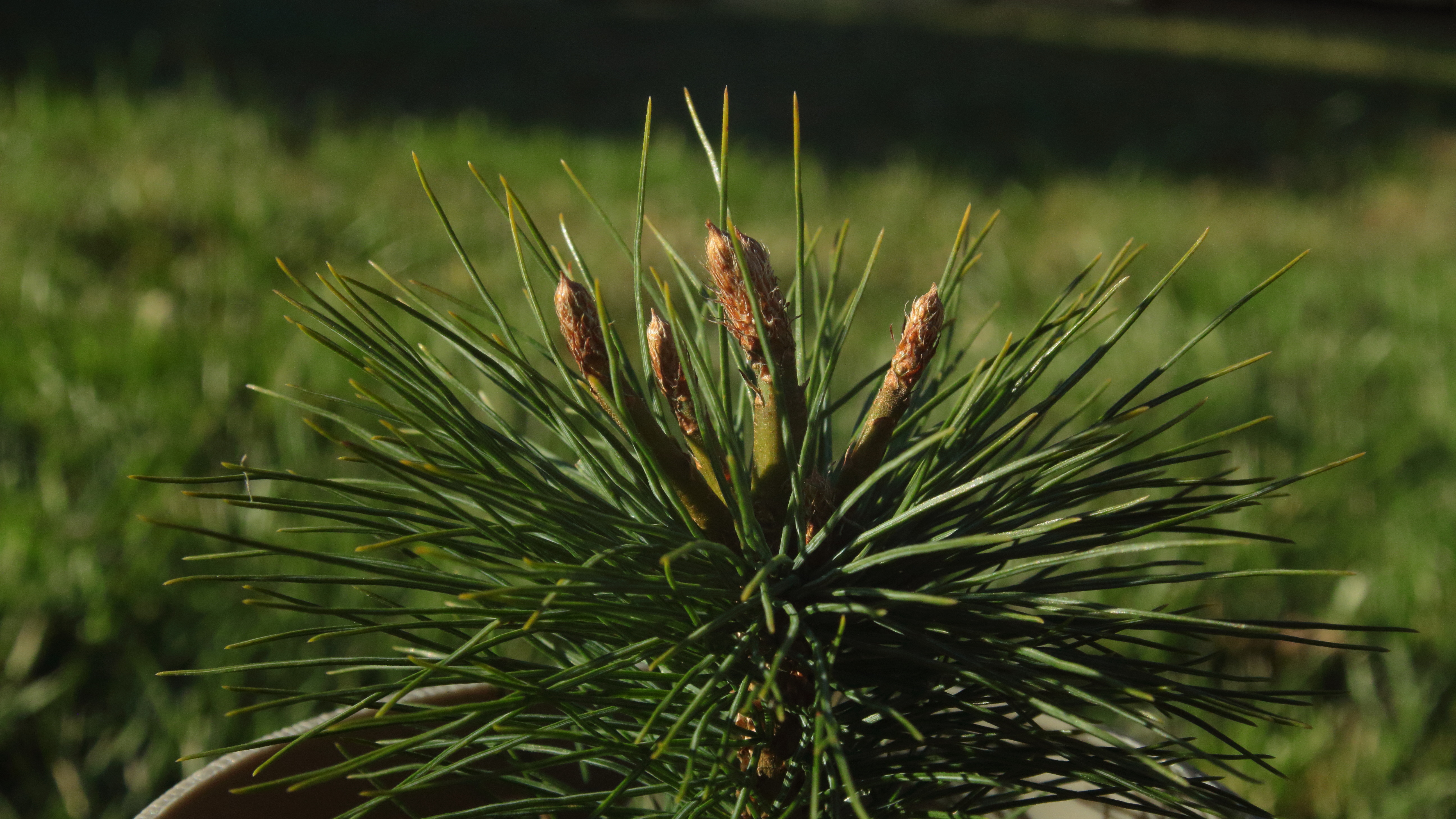 A picture of a Pine Sapling